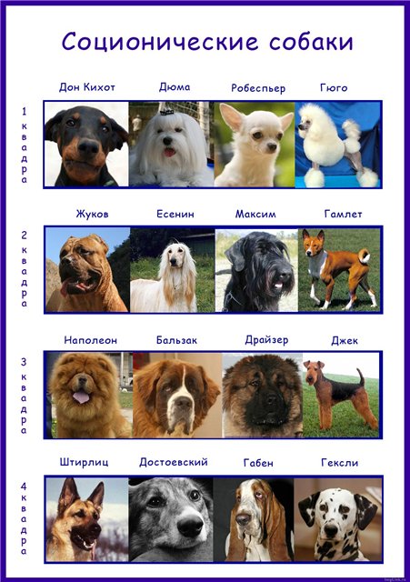 Порода на букву т. Список собак. Название собак. Типы собак. Породы собак и их названия.